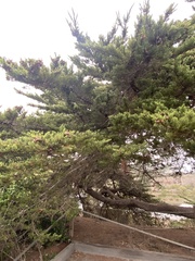 Cupressus
