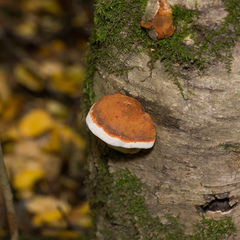 Fomitopsis pinicola