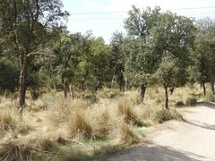 Celtica gigantea