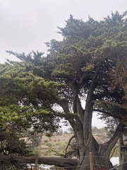 Cupressus