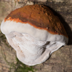 Fomitopsis pinicola