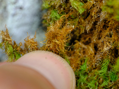 Bartramia pomiformis