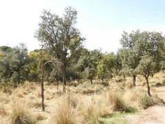 Celtica gigantea