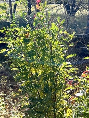 Caragana arborescens