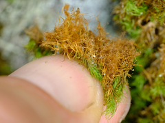 Bartramia pomiformis