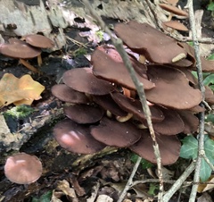 Psathyrella piluliformis