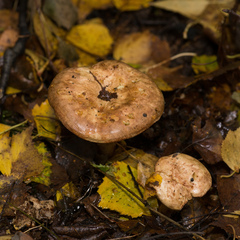 Paxillus involutus