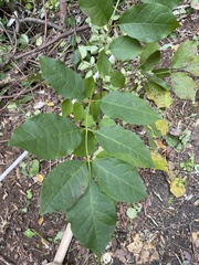 Fraxinus americana