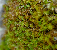Bartramia pomiformis