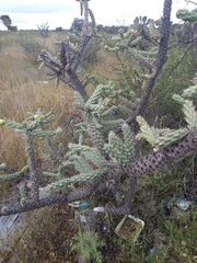 Cylindropuntia