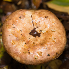 Paxillus involutus
