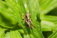 Metrioptera brachyptera