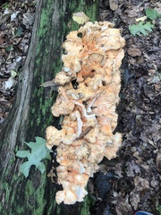 Laetiporus sulphureus