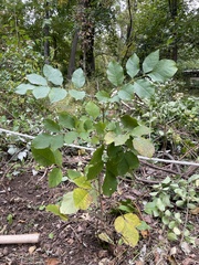 Fraxinus americana