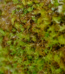Bartramia pomiformis