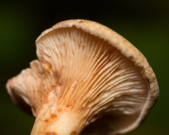Paxillus involutus