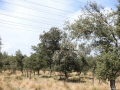 Celtica gigantea