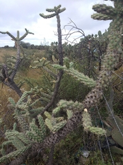 Cylindropuntia