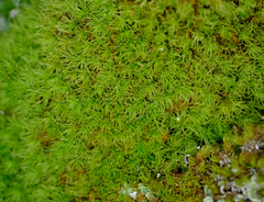 Bartramia pomiformis