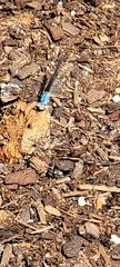 Argia apicalis