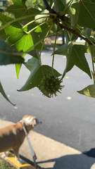 Liquidambar formosana