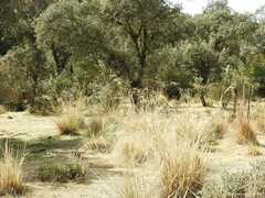 Celtica gigantea