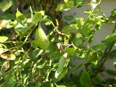 Eupholidoptera chabrieri