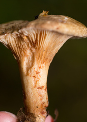 Paxillus involutus