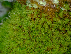 Bartramia pomiformis