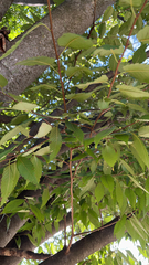 Zelkova serrata