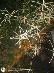 Eleusininae