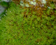 Bartramia pomiformis