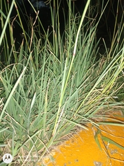 Eleusininae