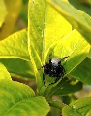 Phidippus octopunctatus