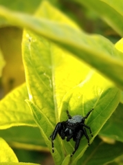 Phidippus octopunctatus