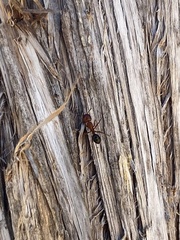 Camponotus decipiens