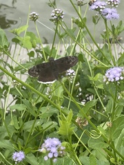 Erynnis tristis