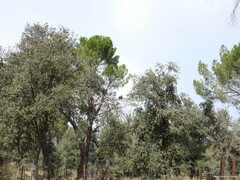 Pinus pinea