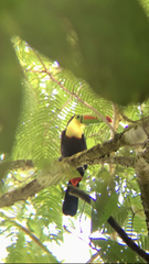 Ramphastos sulfuratus