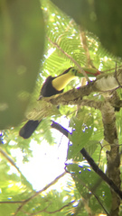 Ramphastos sulfuratus