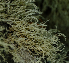 Ramalina intermedia
