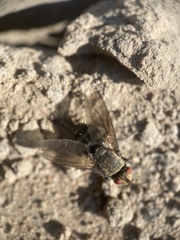 Microphthalma disjuncta