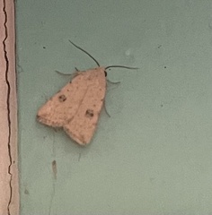 Micrathetis