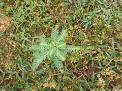 Phyllanthus urinaria