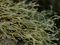 Ramalina intermedia