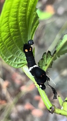 Gonodonta