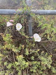 Calystegia macrostegia