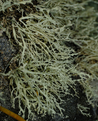 Ramalina intermedia