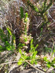 Erica imbricata