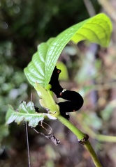 Gonodonta
